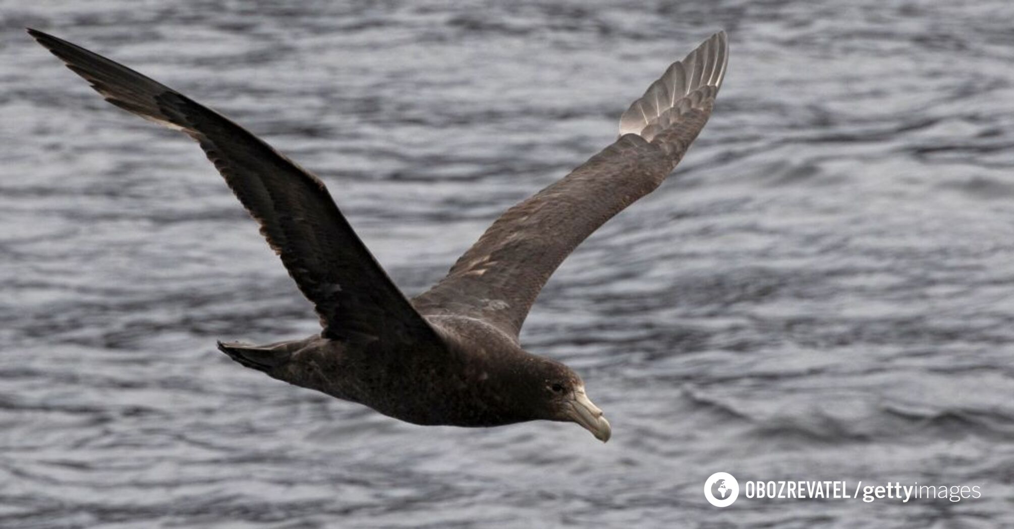 Endangered seabird returns to a Pacific island for the first time in more than 100 years