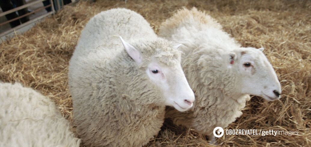 Why sheep have rectangular pupils: these mammals can see almost 360 degrees around them