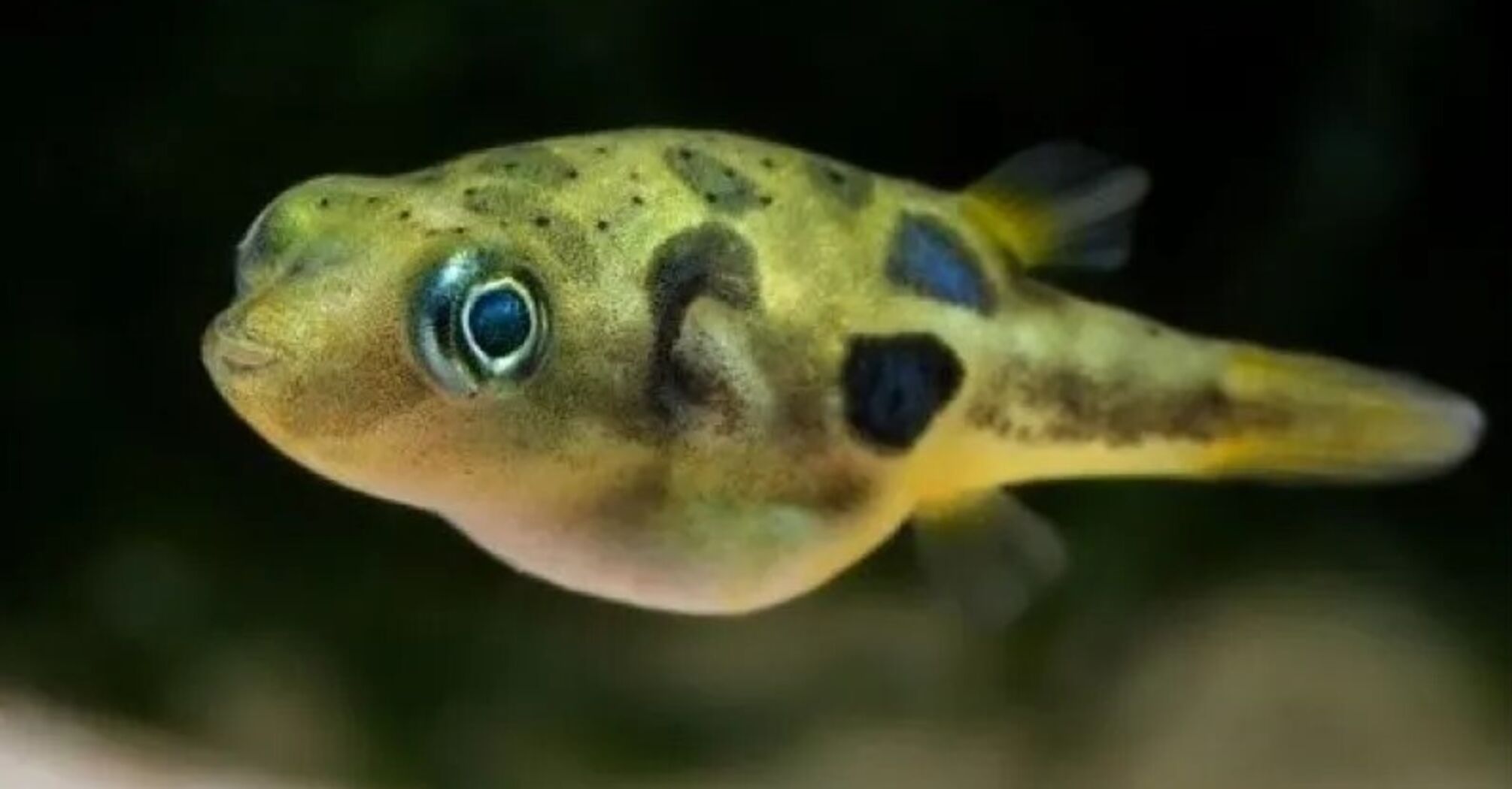 The world's smallest pufferfish found to have unique reproductive properties