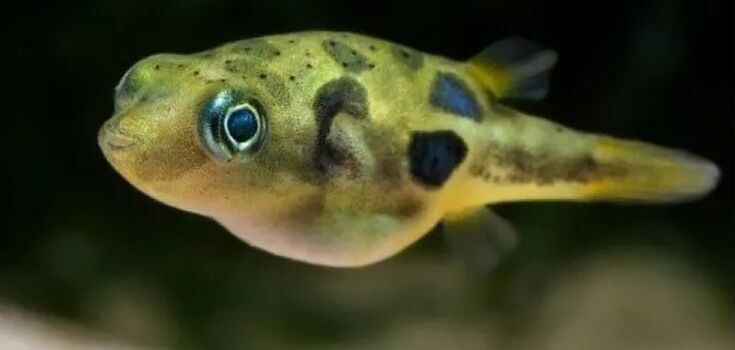 The world's smallest pufferfish found to have unique reproductive properties