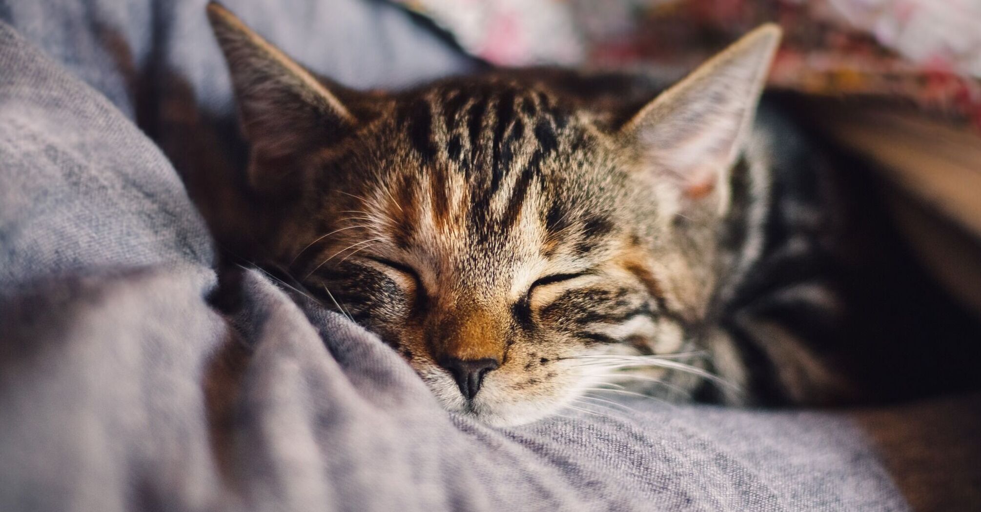 Какого цвета кошку завести: что символизируют разные типы окраски этих животных