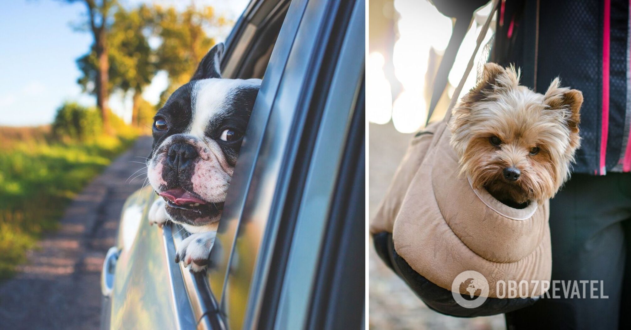 How to travel with pets: 5 life hacks for tourists