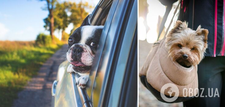 How to travel with pets: 5 life hacks for tourists