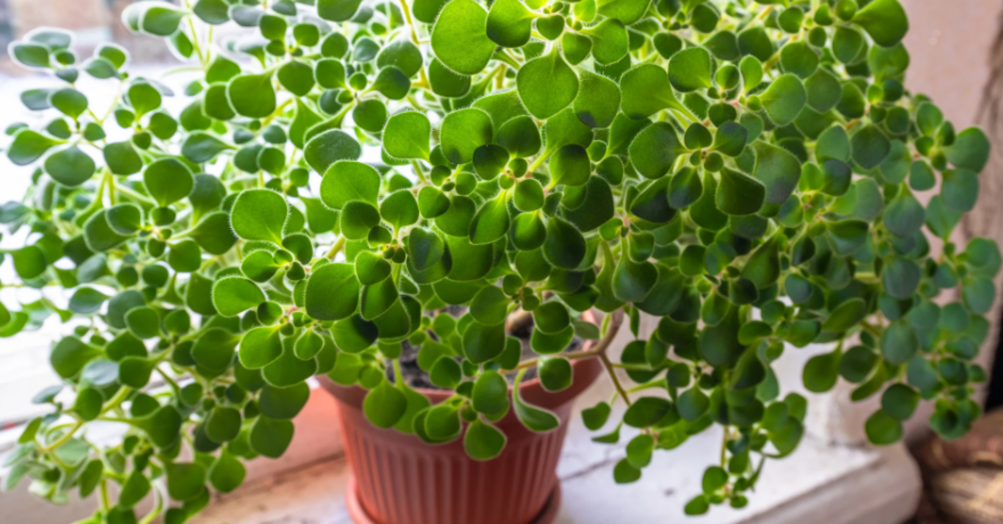 Attracts prosperity to the house: the ideal houseplant for beginners is named