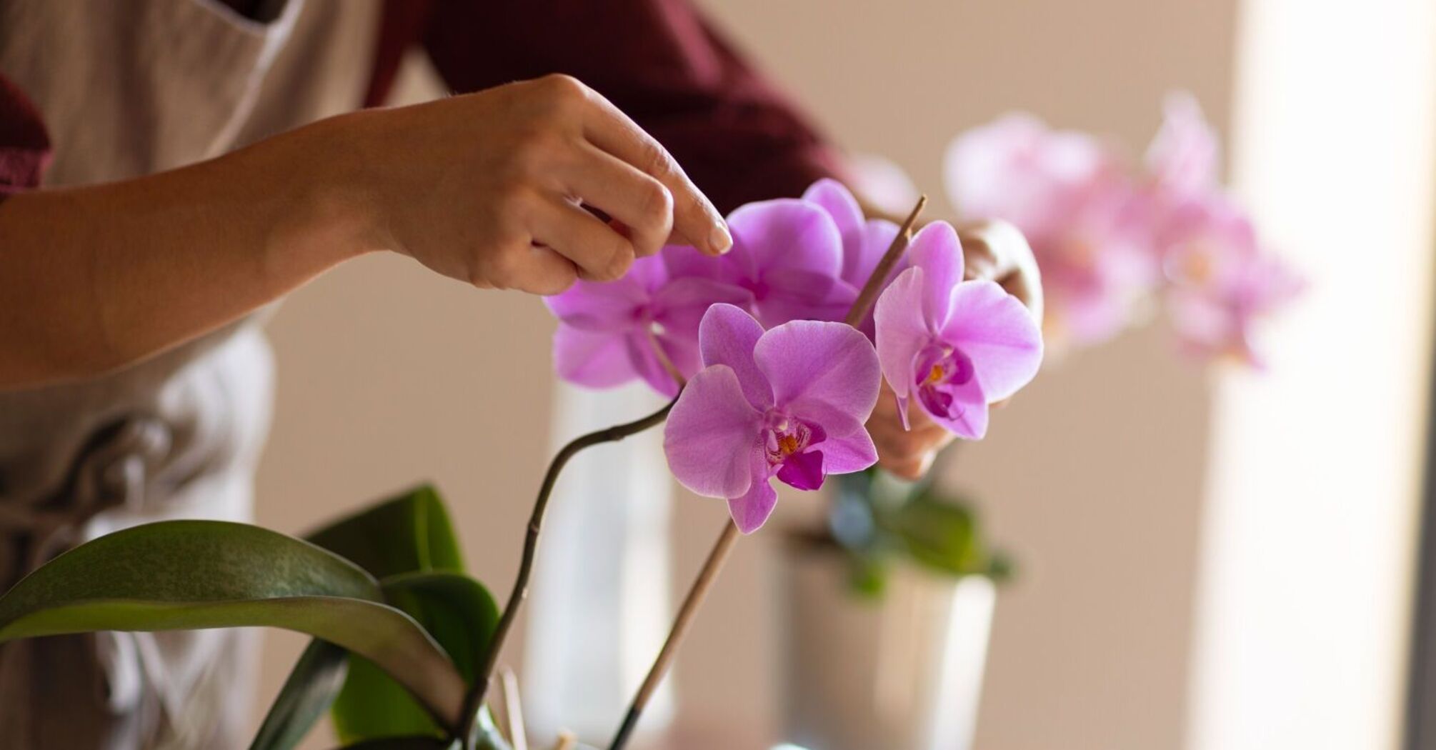 How to wake up an orchid: tips for regular flowering