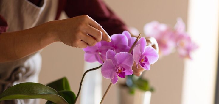 How to wake up an orchid: tips for regular flowering