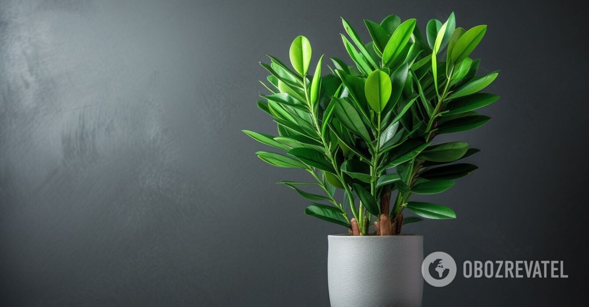 How to stimulate the growth of zamioculcas: a simple feeding option