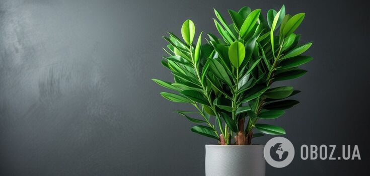 How to stimulate the growth of zamioculcas: a simple feeding option