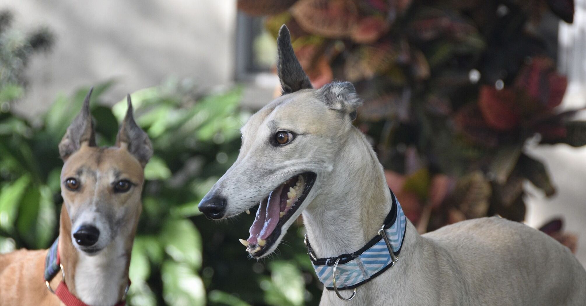 Семейные собаки: 3 самые добрые породы в мире