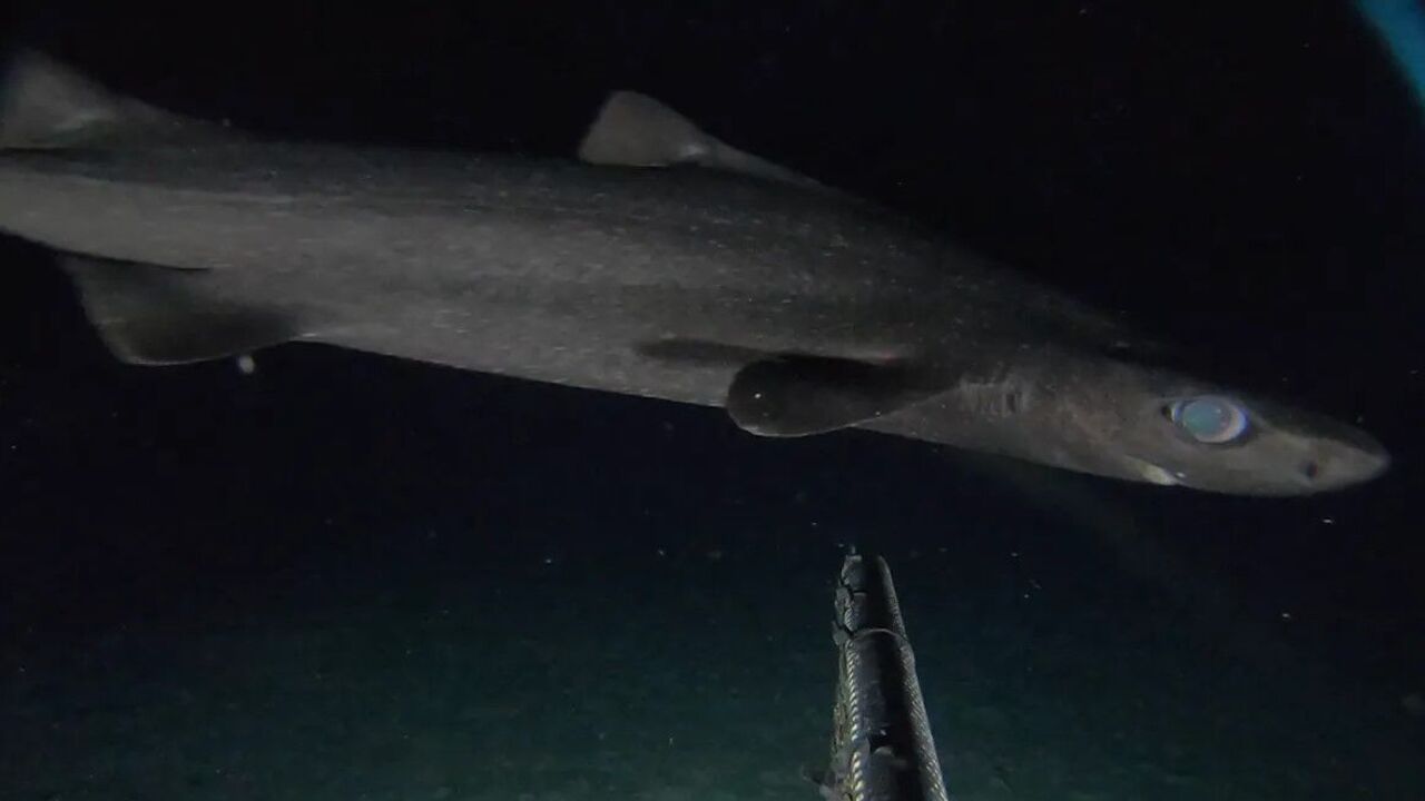 Scientists have managed to capture the first ever footage of a roughskin dogfish. Photos and video
