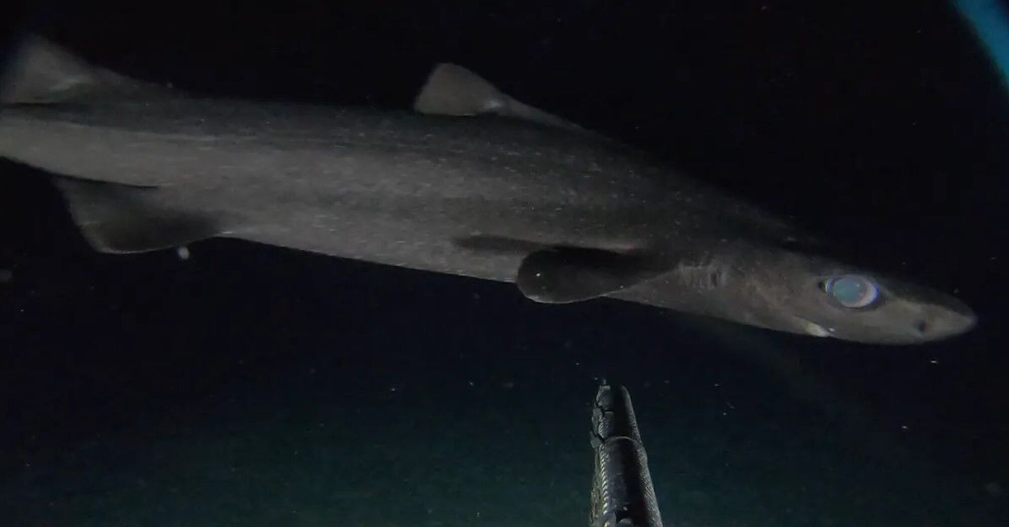 Scientists have managed to capture the first ever footage of a roughskin dogfish. Photos and video