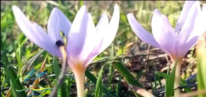 В Одесской области зацвел безвременник анкарский: что известно о краснокнижном растении