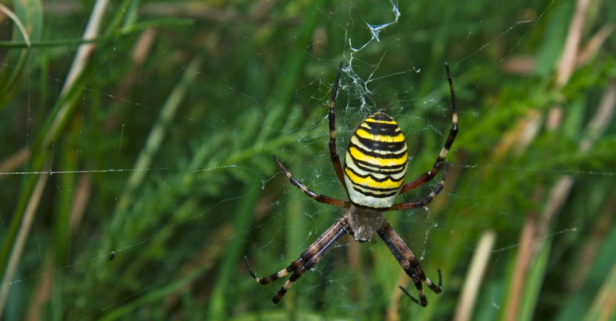 Scientists reveal the secret of spiders' sense of smell that tormented them for 10 years