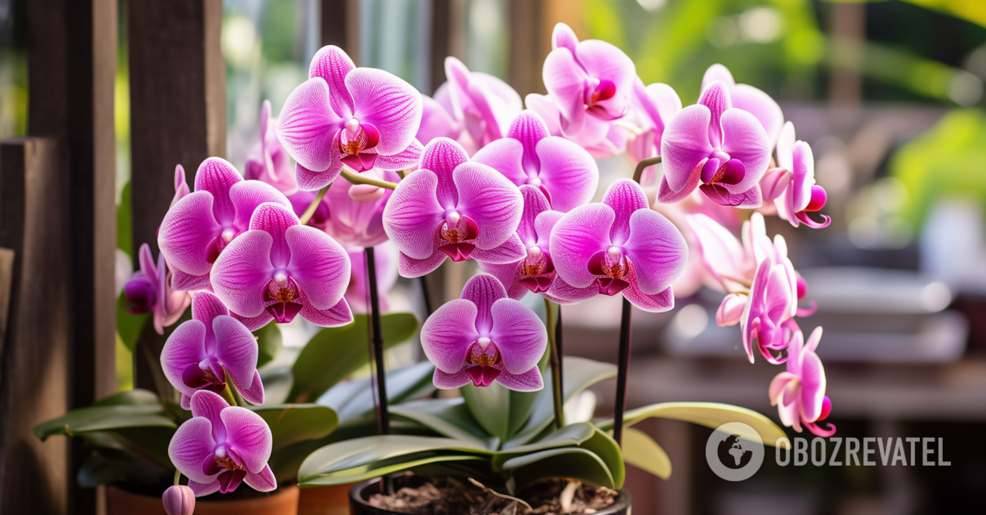 How to improve the growth and flowering of an orchid: two products will be needed