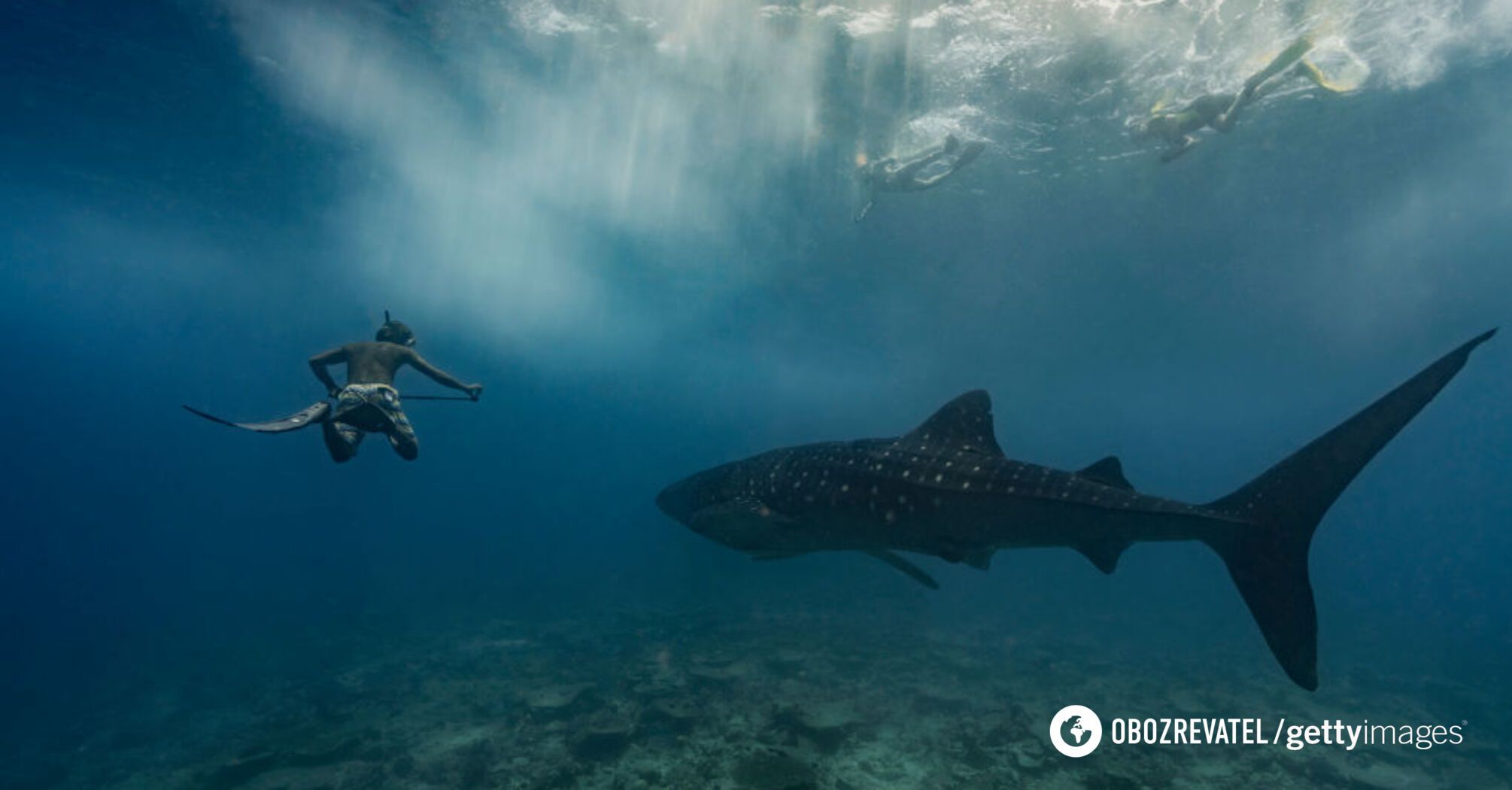 How the world's largest sharks courtship: scientists managed to shoot cute footage