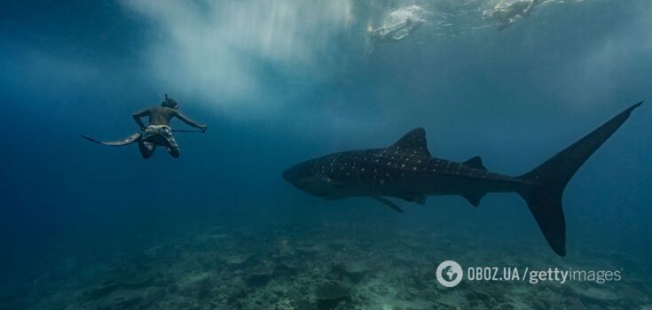 How the world's largest sharks courtship: scientists managed to shoot cute footage