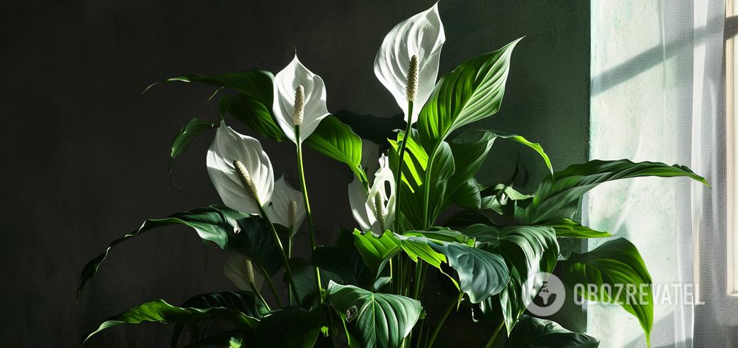 Prosty nawóz domowy przyspieszy wzrost spathiphyllum: jak to zrobić