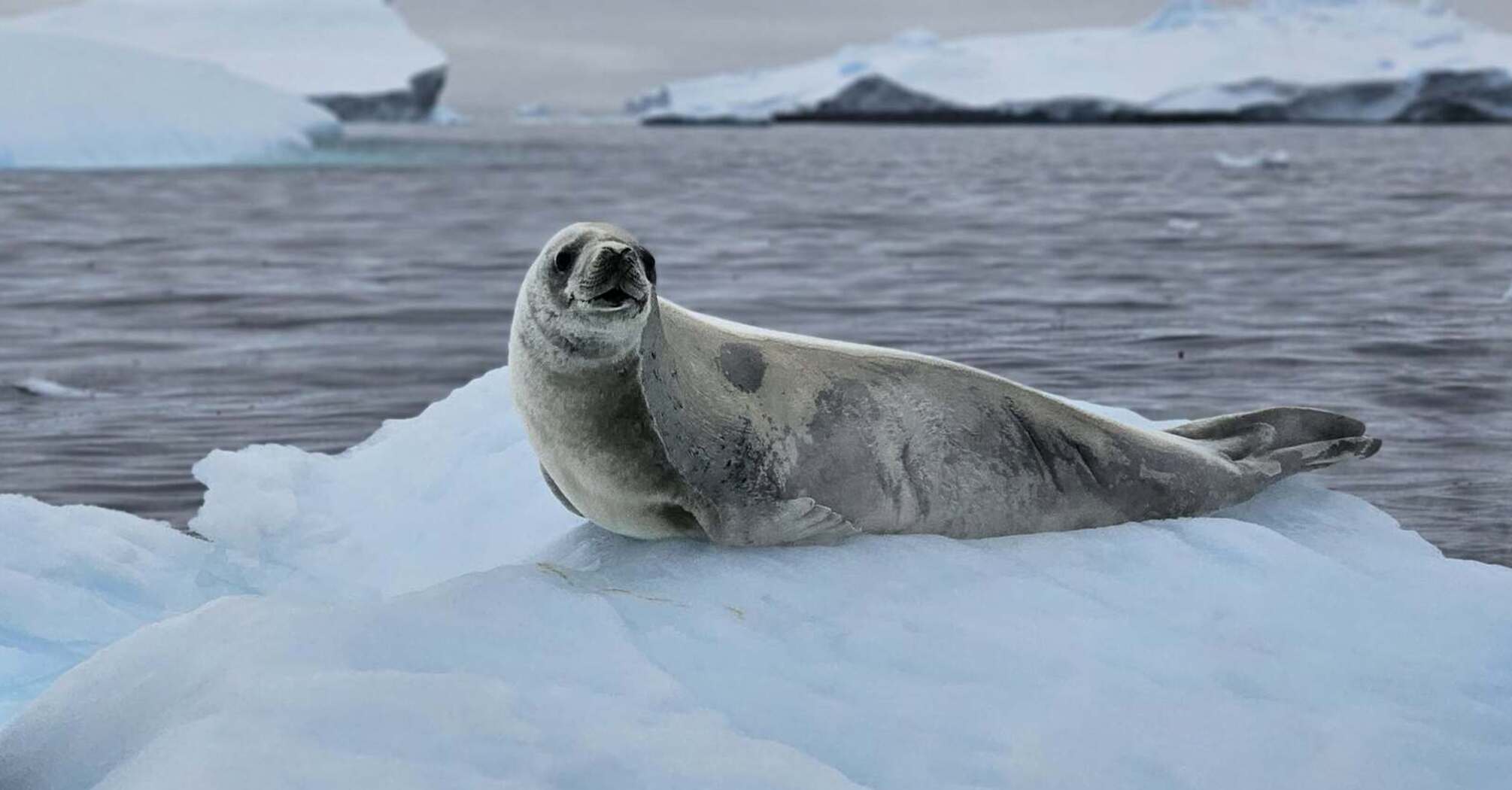 Photos of seals sleeping sweetly on ice floes near Vernadsky captivated the web