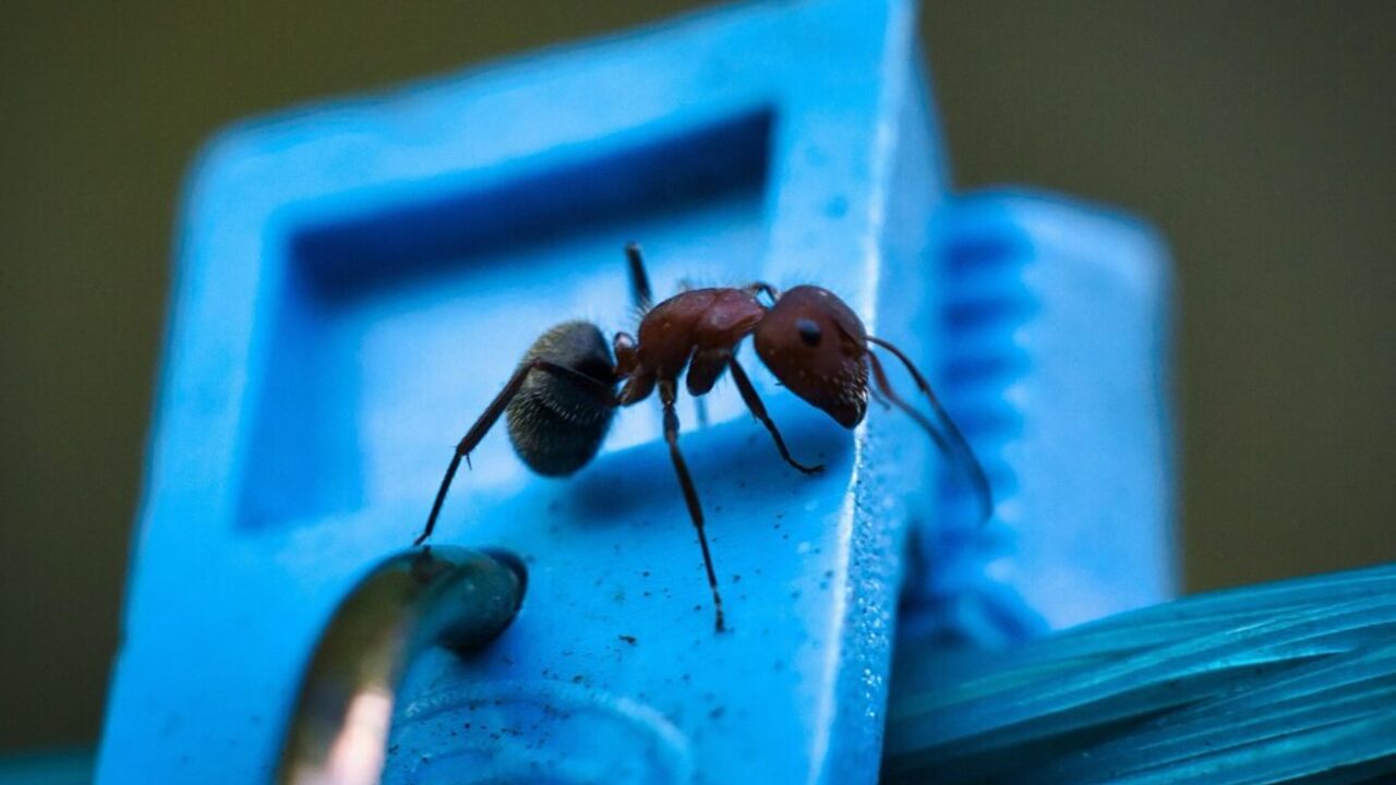 How to deal with pests in the house: top 5 natural remedies