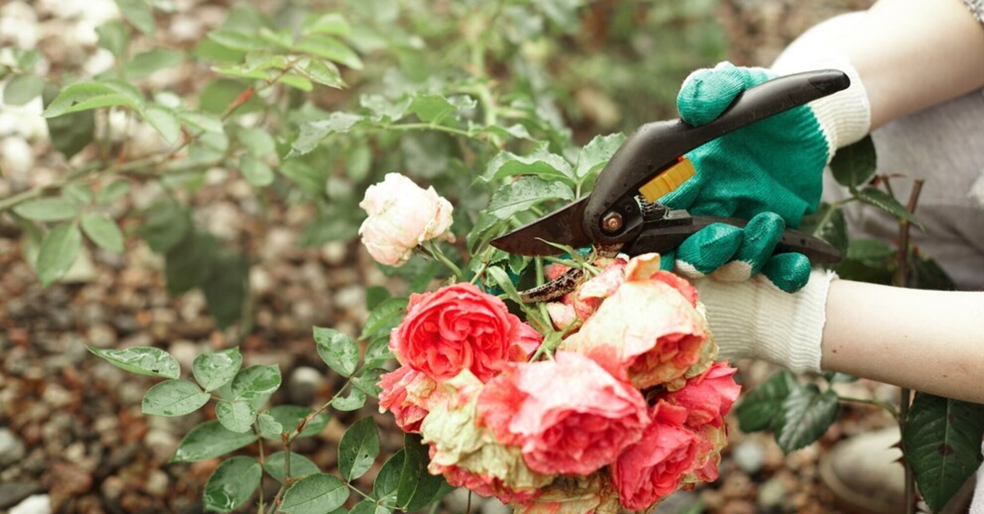 How to prune roses and when to do it: we explain
