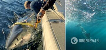 Największy żarłacz biały w historii został zauważony na Atlantyku: waży 749 kg