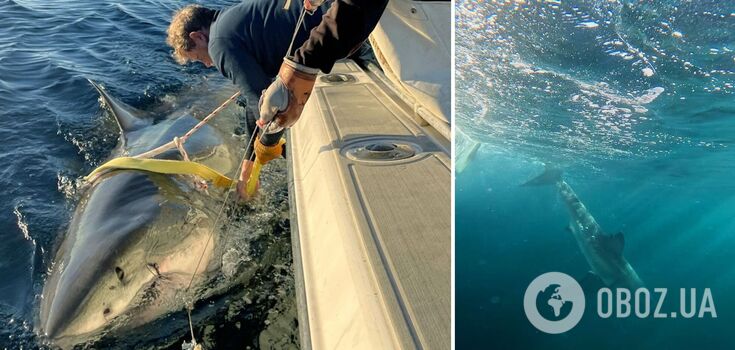 The largest white shark in history was spotted in the Atlantic: it weighs 749 kg