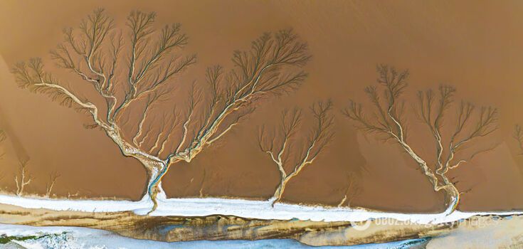 Giant "trees" formed on a frozen river in China: an incredible natural phenomenon was shown in a photo