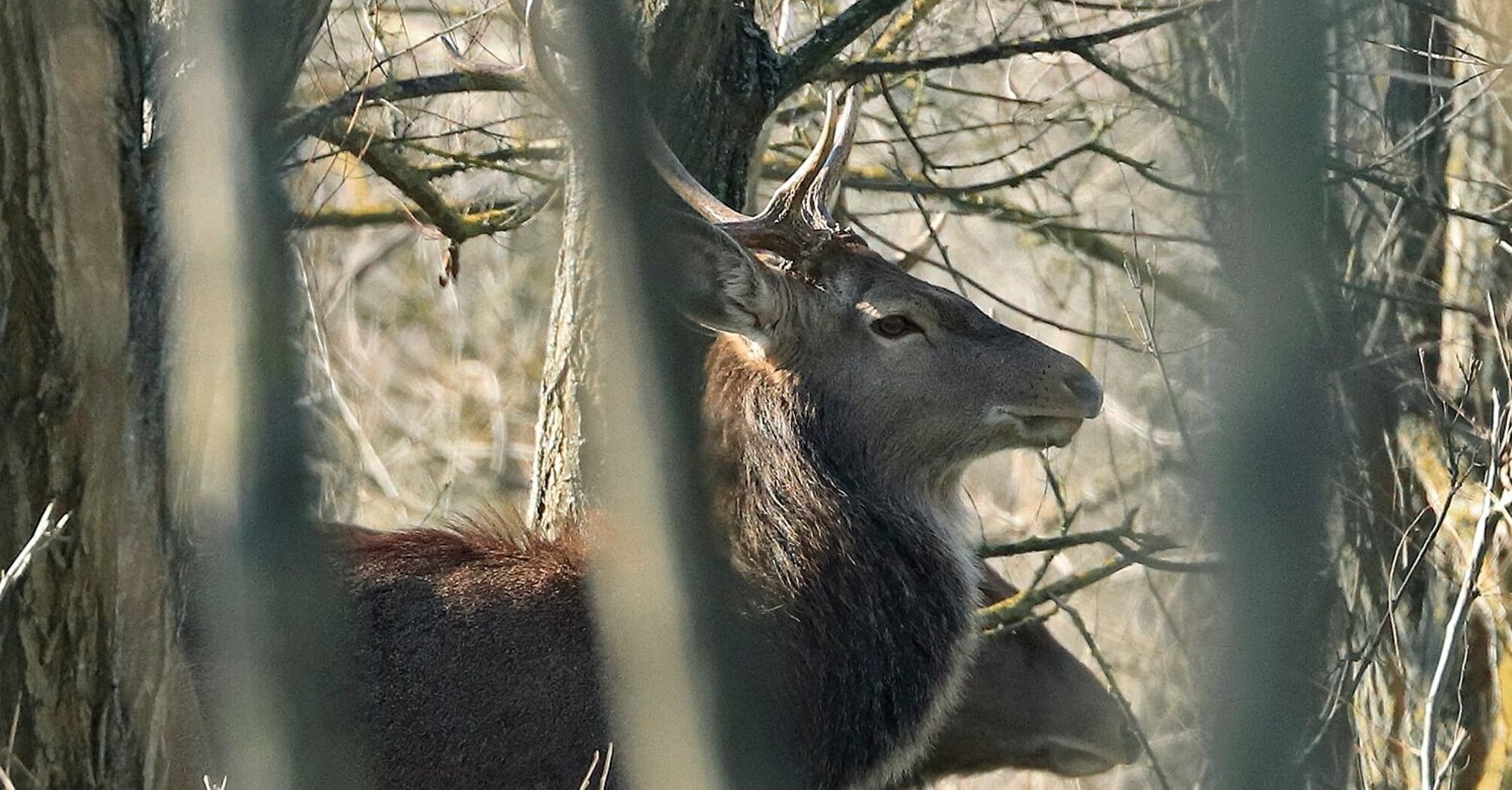Zaporizhzhia-based photographer shows animals he met on Khortytsia