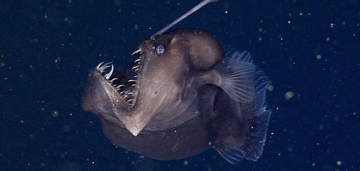 Black "demon fish" caught on camera for the first time ever: what the real-life Xenomorph looks like