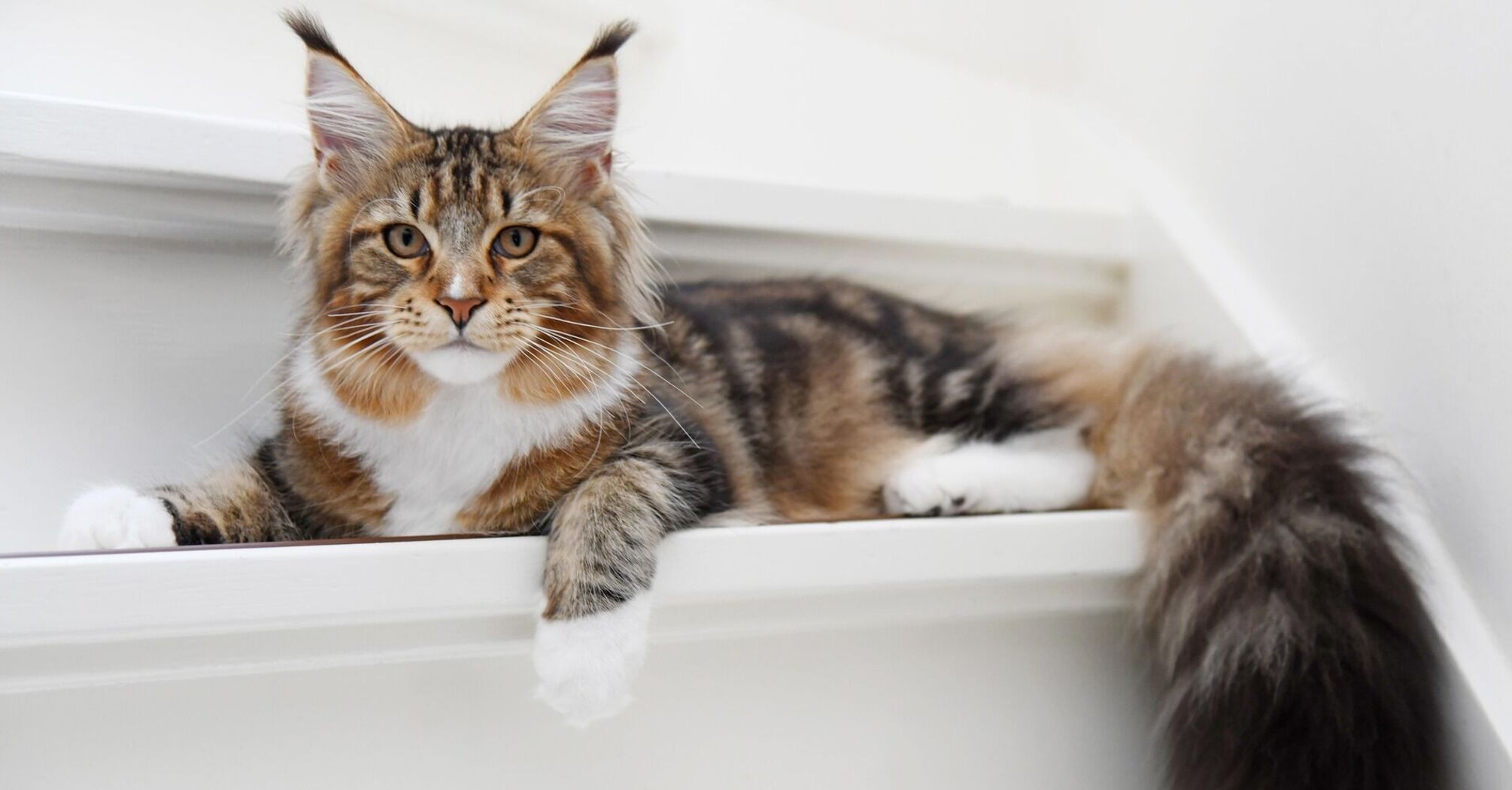 Affectionate and gentle: 5 of the kindest cat breeds in the world