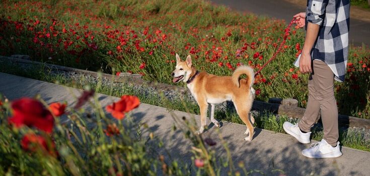 A dog owner named a plant after contact with which you should immediately run to the doctor