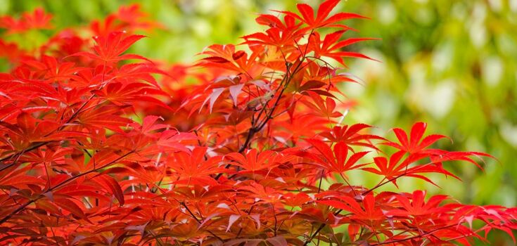 Warning for owners of Japanese maples: this must be done in February