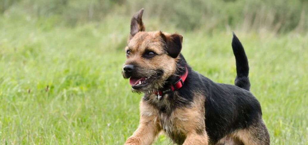 Dog handler tells about a cute dog breed that can turn into a real devil