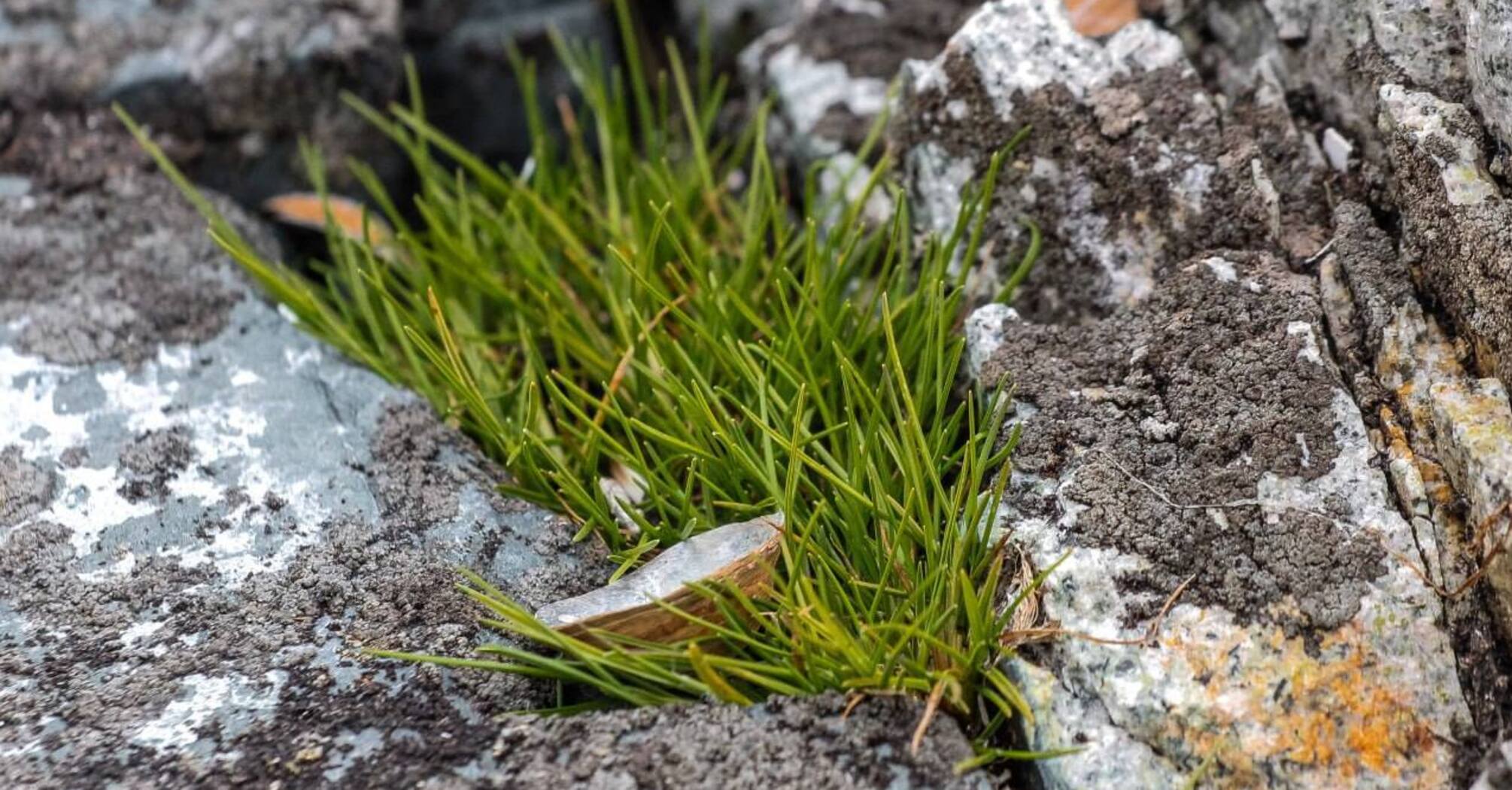 How plants survive in extreme conditions of the Antarctic: Ukrainian scientists are close to solving the mystery