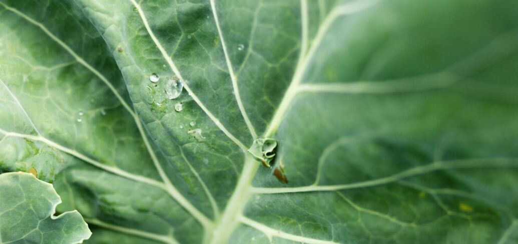 How to sow early cabbage for seedlings: tips