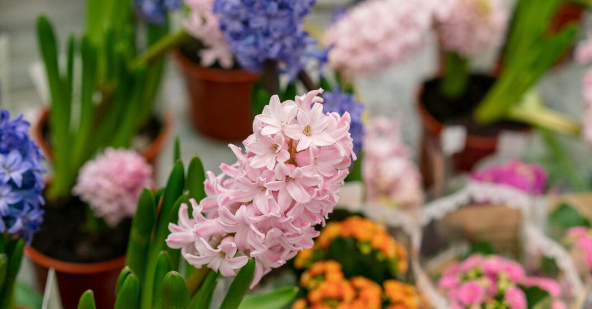How to care for potted hyacinths: tips