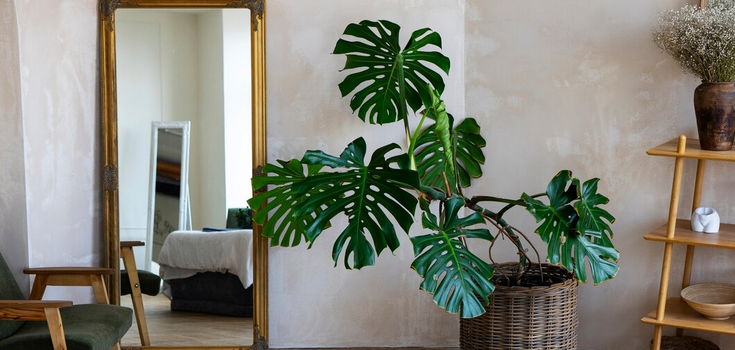 How to accelerate the growth of monstera: a simple fertilizer