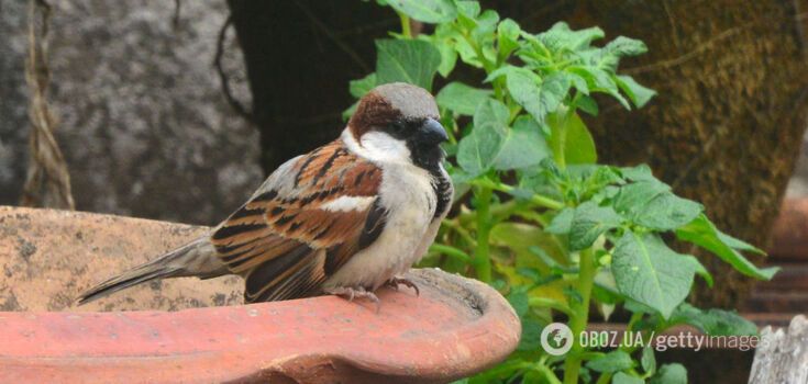 Not only sparrows are in danger: what other birds may disappear in Ukraine