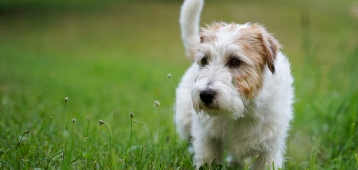 Veterinarian names the best dog breed for exterminating rats