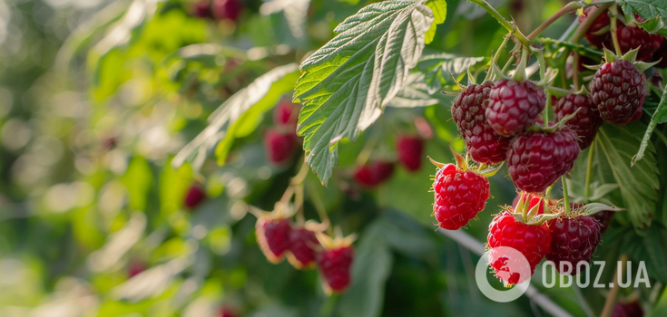 What to feed raspberries with in spring: tips from experienced gardeners