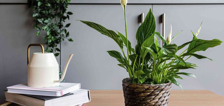 How to make spathiphyllum bloom regularly: the secret is revealed