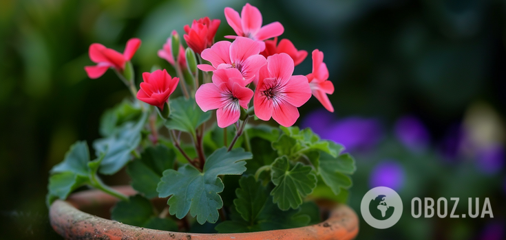 How to fertilize geraniums for lush flowering: an easy way