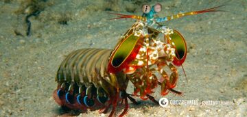 Almost as swift as Usyk: meet the creature with world's fastest kick