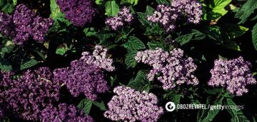 Wypełnia ogród zapachem wanilii: czym jest heliotrop, jak wyhodować niezwykły kwiat