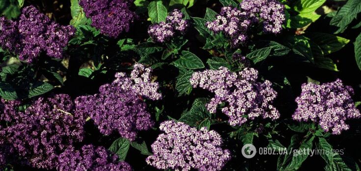 Fills the garden with the scent of vanilla: what is heliotrope in how to grow an unusual flower