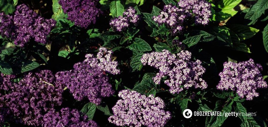 Wypełnia ogród zapachem wanilii: czym jest heliotrop, jak wyhodować niezwykły kwiat