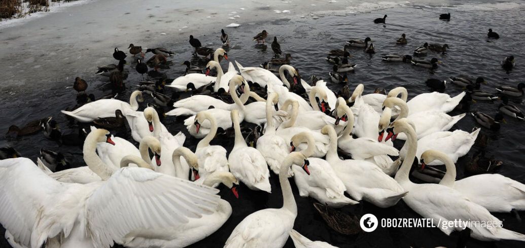 Why swans and ducks should not be fed bread