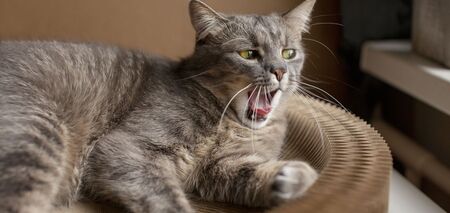 Veterinarian explains how to determine a cat's age in human years in viral video