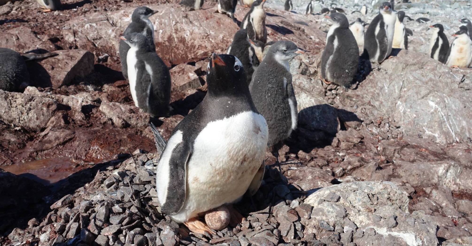 An unexpected baby boom: penguins were spotted near Vernadsky hatching eggs for the second time this season