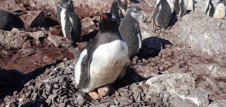 An unexpected baby boom: penguins were spotted near Vernadsky hatching eggs for the second time this season